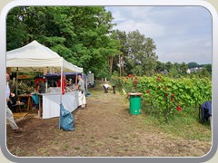 10.6.: Brandenburger Landpartie auf dem Weinberg.