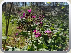 20-04-12_20200412_141331a