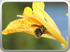 6.9.: Biene an einer Canna-Blte.