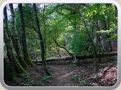 Ein umgestrzter Baum versperrt den Wanderweg, aber man kann ihn bersteigen