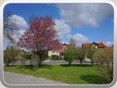 Bltenpracht vor dem Seniorenzentrum