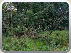 Auf den Wanderweg gestrzter Baum