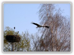 13.4.: Die Strche wagen sich nicht mehr auf das Nest. Storchen-Videos unter  www.storchennest-bestensee.de 