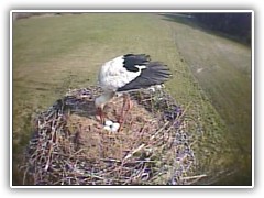 18.4.: Das 4. Ei liegt im Storchennest. Alle 2 Tage wurde eins 'abgeliefert'. Storchen-Videos unter  www.storchennest-bestensee.de 