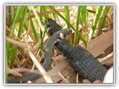 29.4.: Hier scheint ein �ppiges Fr�hst�ck verdaut zu werden.