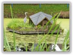 2.8.: Spter lie er sich auf der kleinen Enteninsel im Teich nieder.