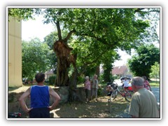 Einen erstaunlichen Wuchs weist dieser Baum auf, der durch die Kirchhofmauer getrennt ist.