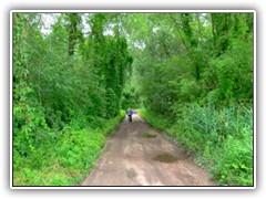 13.7.: Radtour zur Liepe nach Ptz. Wie durch einen grnen Dschungel fhrte der Weg dort hin.