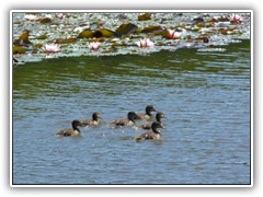 17.6.: Entennachwuchs am Ptzer Hintersee