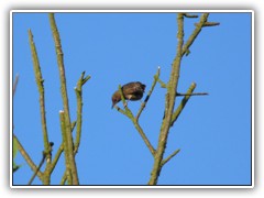 17.6.: Unbekannter Vogel