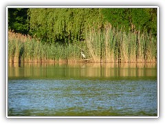 17.6.: Fischreiher am Ptzer Hintersee