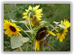 7.8.: Mahlzeit der Grnfinken an der Sonnenblume