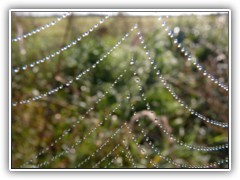 6.9.: Wie ein Vorhang sehen die Tautropfen am Spinnennetz aus