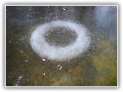 3.3.: Der mysterise 'Kreis im Eis', bestehend aus eingefrorenen Luftblasen, prsentiert sich immer noch sehr deutlich. Weitere Fotos s. im  Februar-Ordner 'Eisskulpturen'.